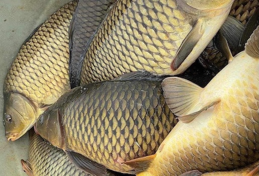 Carp is one of the natural food sources that effectively supplements collagen. Photo: Thu Thuy