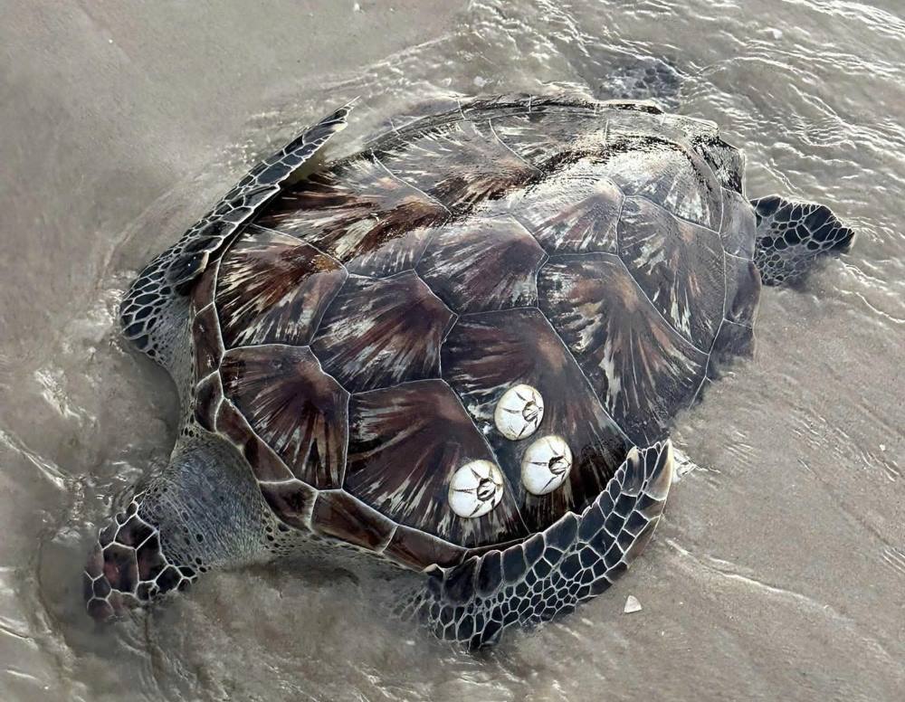 Cá thể rùa biển trôi dạt vào bờ biển xã Tân Hải, sáng 24.3. Ảnh: Người dân cung cấp 