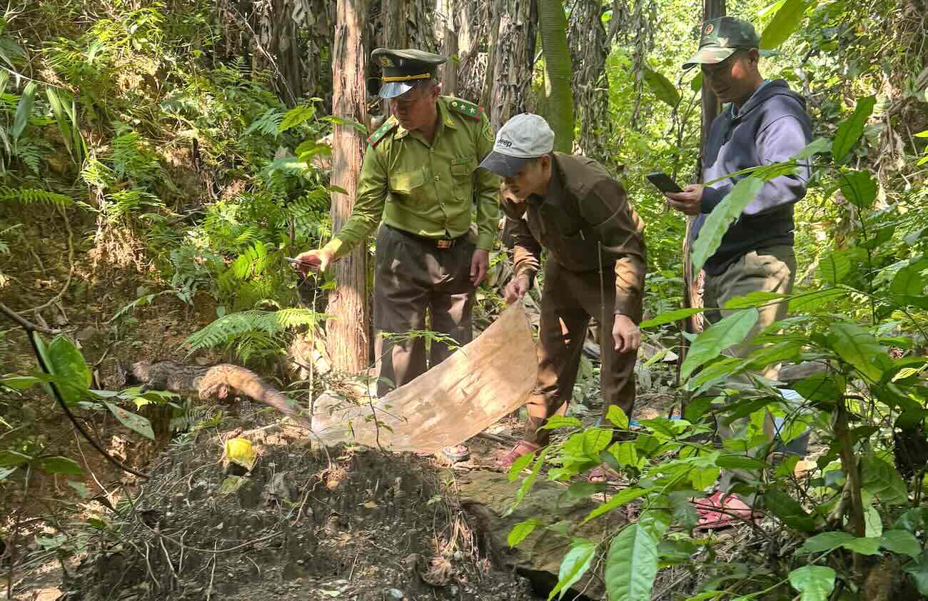 A wild animal released into the forest. Photo: Center for Rescue, Conservation and Development of Organisms