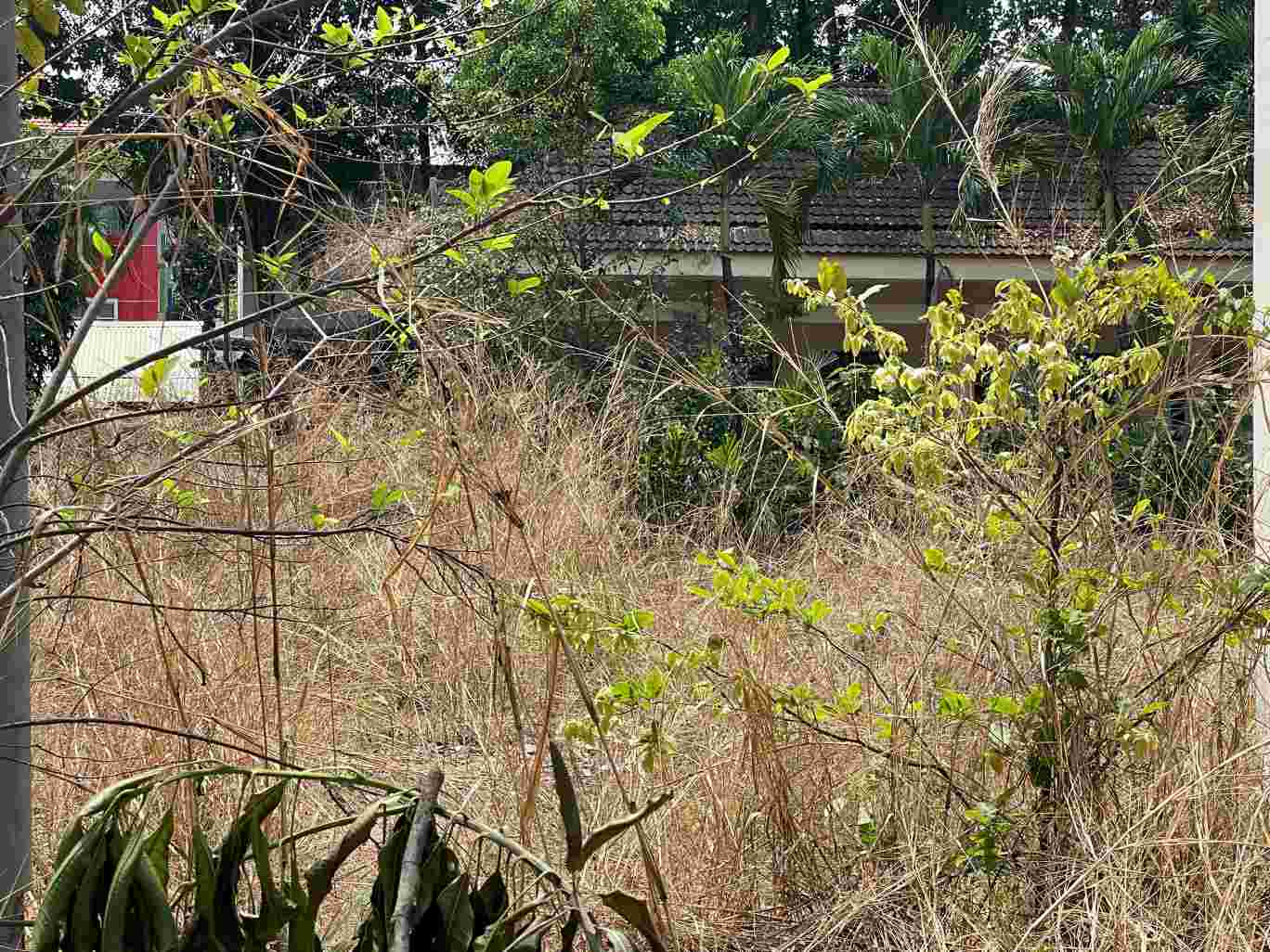 Câu cối mọc um tùm bên trong khuôn viên. Ảnh: Đình Trọng