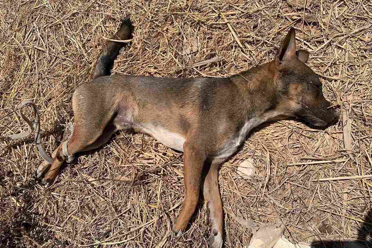 Un chien enragé (souffrant de rage) mord de nombreux habitants à Lâm Đồng puis meurt. Photo: Kiều Hằng