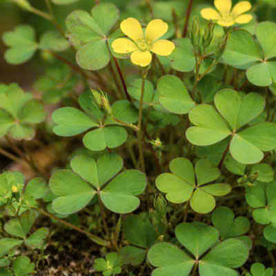 Soil tamarind can help the body eliminate uric acid thanks to its antioxidant properties. Graphic photo: Quang Minh.