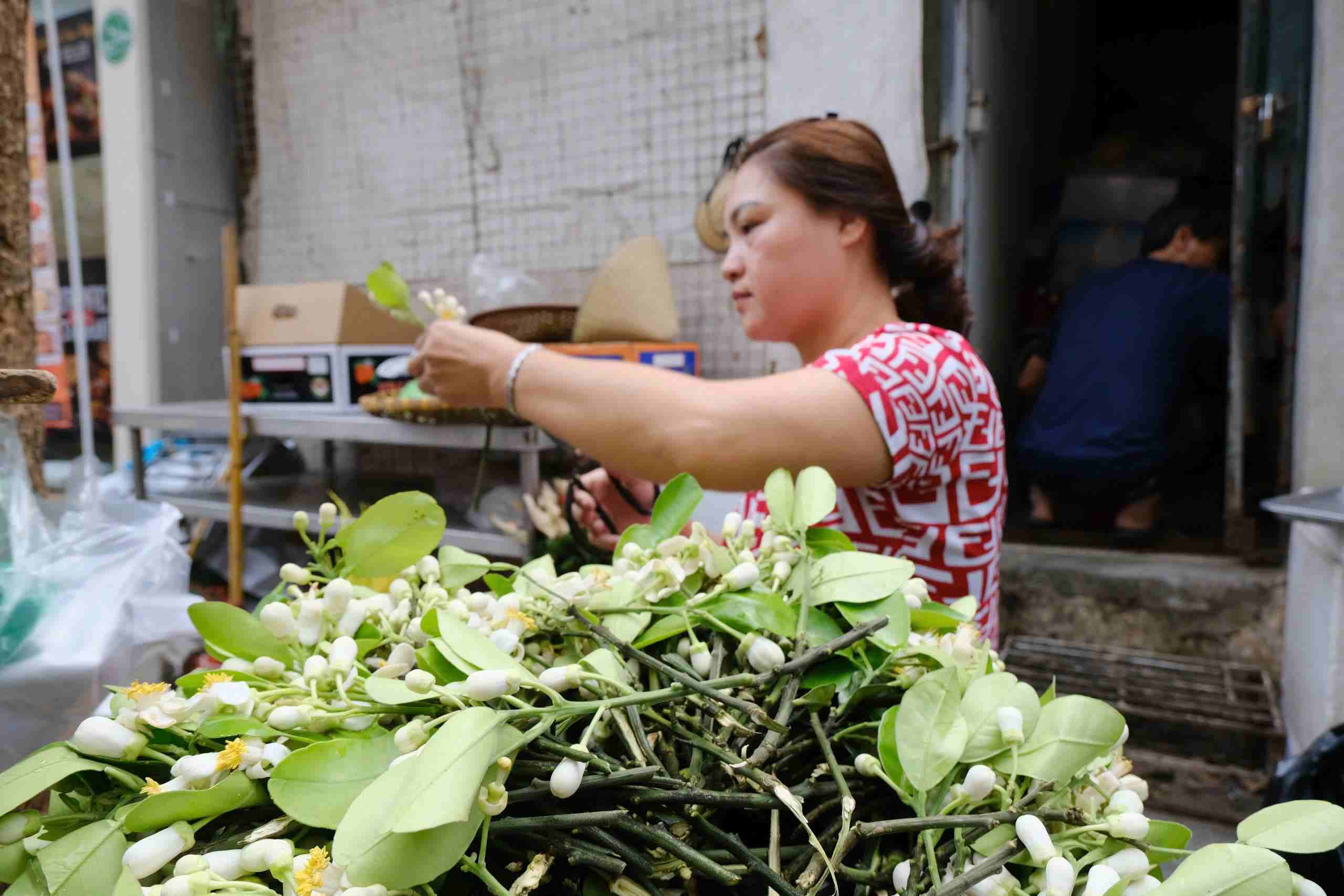 Khi mùa hoa bưởi dần khép lại cũng là lúc người ta cảm nhận rõ hơn nhịp chuyển mùa của Hà Nội. Ảnh: Mỹ Ly