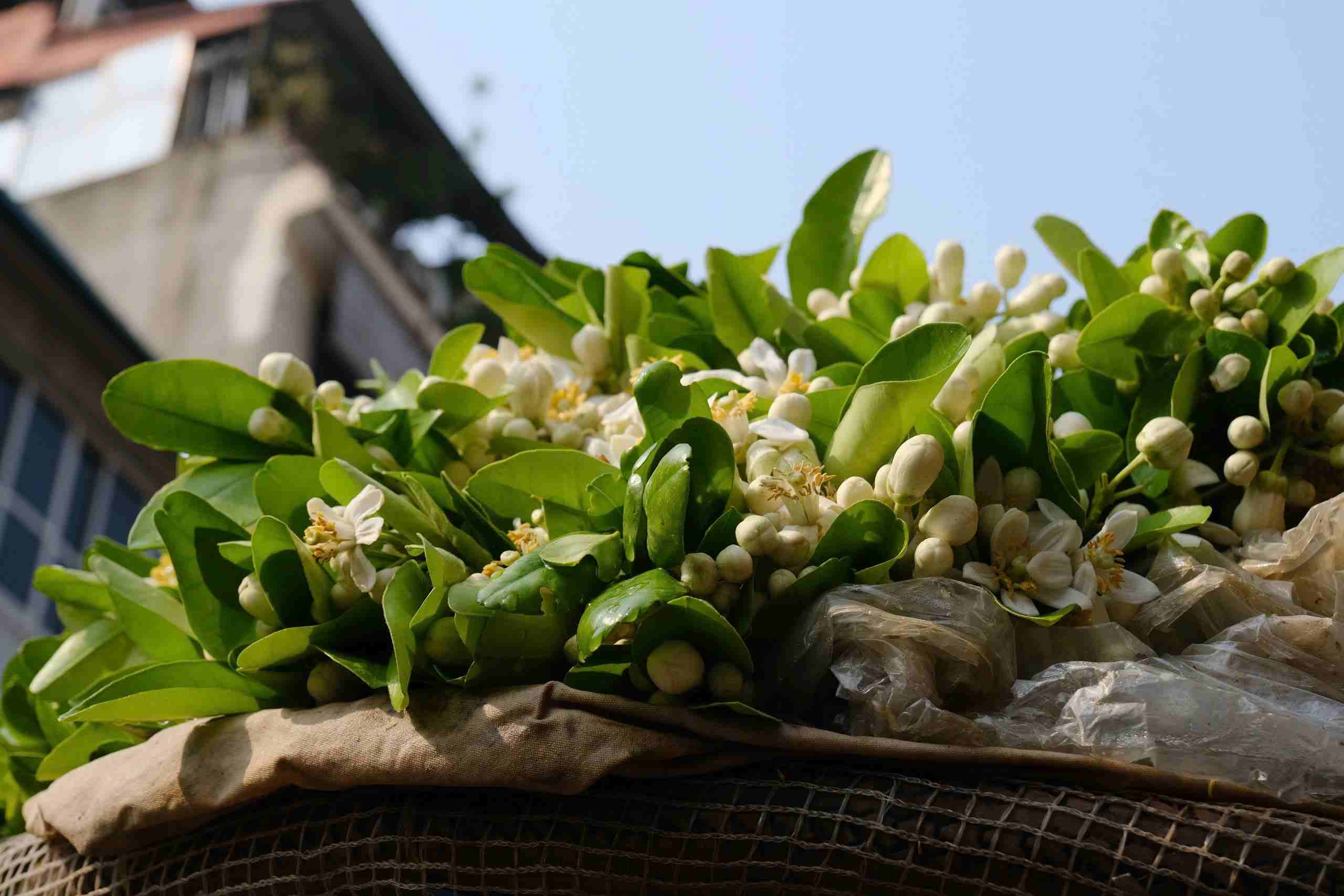 Trên những gánh hàng rong, trong những mẹt hoa trắng nhỏ xinh, hoa bưởi trở thành một dấu hiệu quen thuộc của thời khắc giao mùa, khi xuân sắp khép lại để nhường chỗ cho mùa hạ. Ảnh: Mỹ Ly