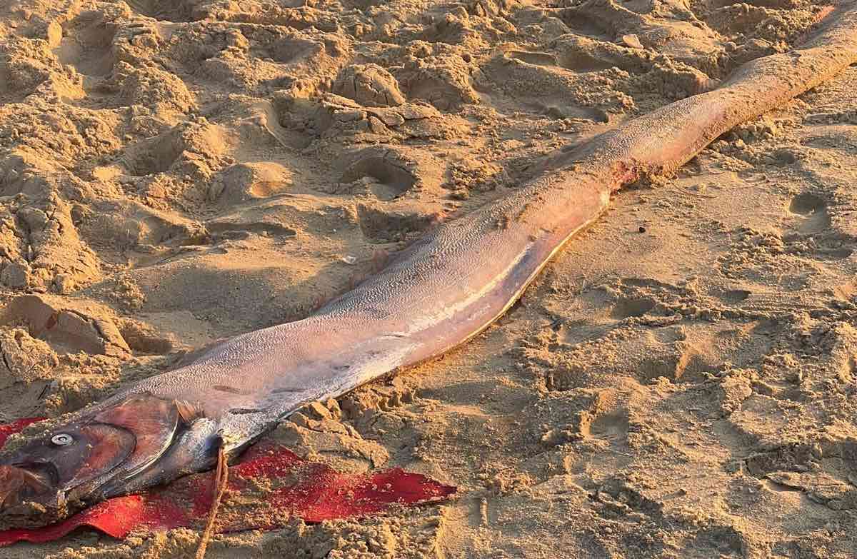 Gros plan sur la forme du poisson-chat à rames flottant continuellement vers la côte de Lâm Đồng