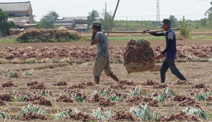 Nông dân thu hoạch hành tím chính vụ tại phường Vĩnh Châu (TP Cần Thơ). Ảnh: Phương Anh