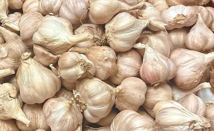 Eating garlic properly will support liver recovery. Photo: Kieu Vu