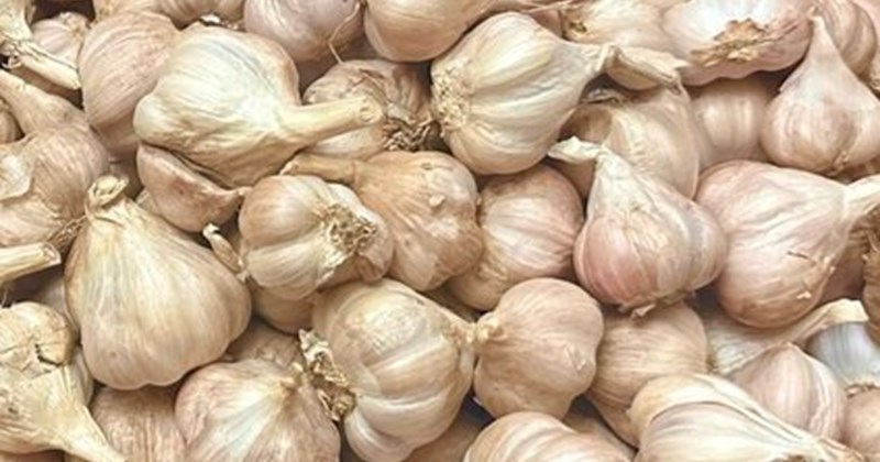 Ăn tỏi giúp phục hồi chức năng gan