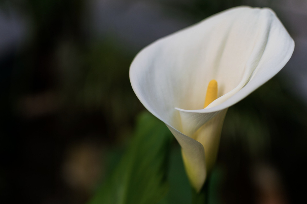 Ornamental plants blooming indoors are often considered lucky. Photo: Thuy Duong