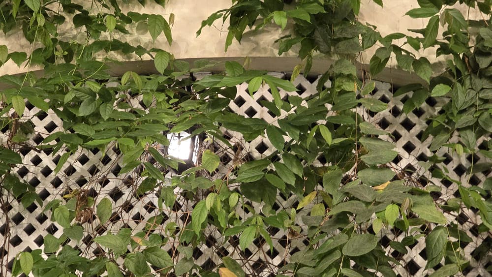 Heat-resistant solutions and optimal wall decoration help the home space always be cool and airy. Photo: Tuan Dat