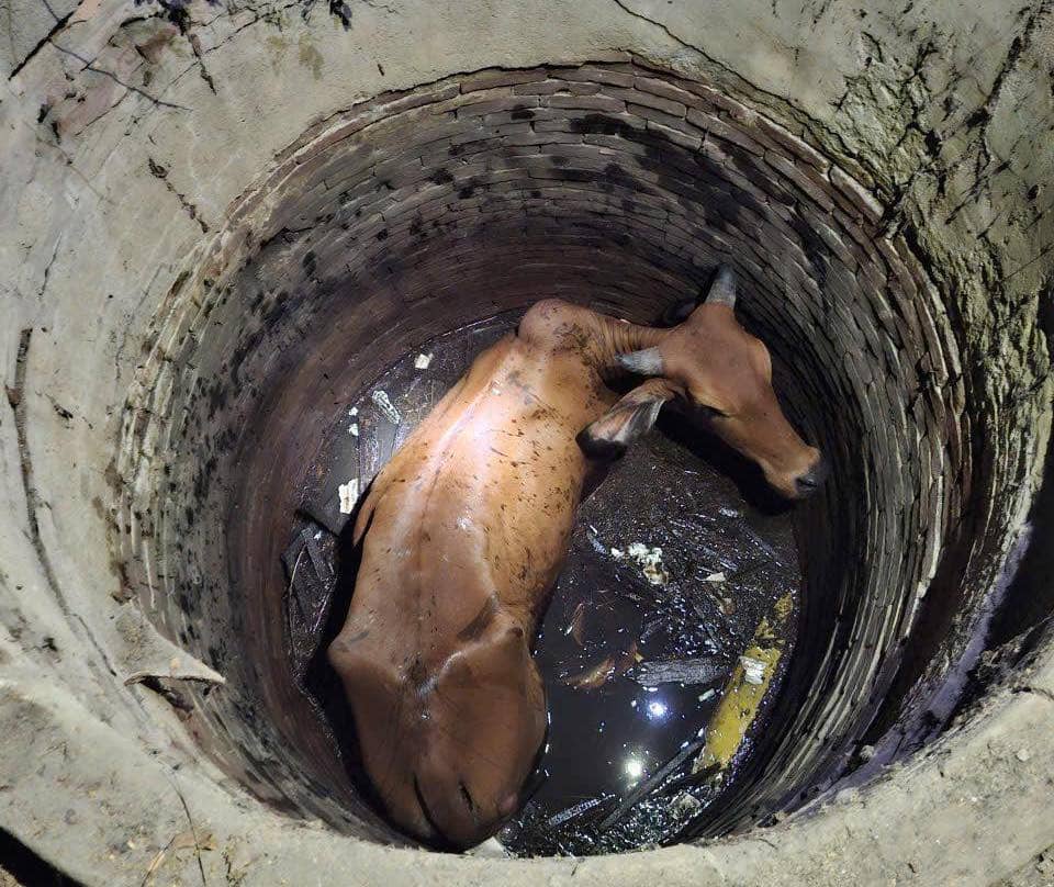 People and police forces have just rescued a cow that fell into a well. Photo: Ninh Chu Ward Police