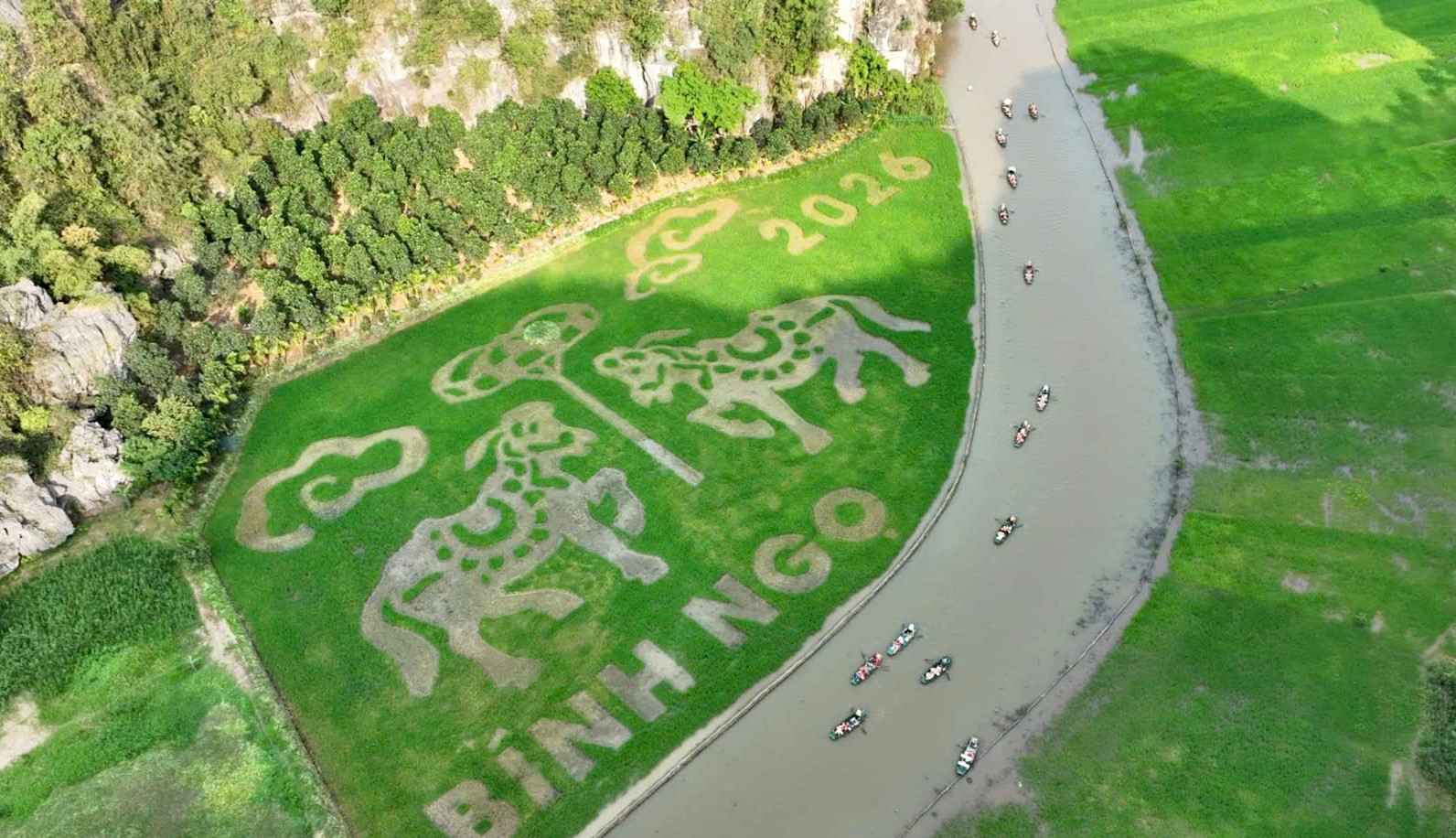 The painting "Two horses reporting achievements" on the Tam Coc rice field is gradually being revealed. Photo: Dieu Anh