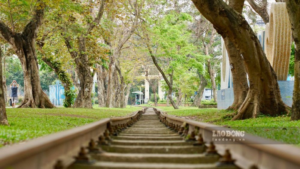 Không gian công viên được bao phủ bởi những hàng cây thẳng tắp. Ánh nắng lung linh, dịu nhẹ len lỏi qua từng tán cây. Ảnh: Phúc Lộc