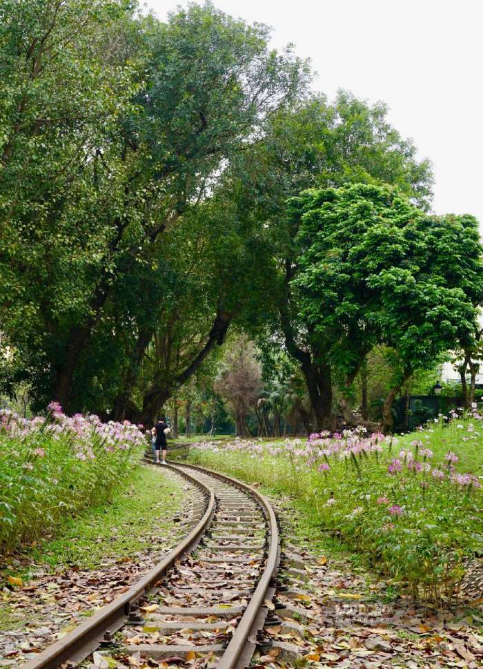 Những cánh hoa nở rộ dưới nền trời xanh và ánh nắng nhẹ, mang lại cảm giác tươi mới rất rõ rệt. Ảnh: Phúc Lộc