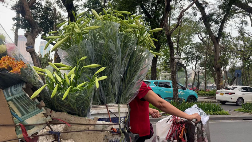 Dù trông thanh tao, mỏng manh nhưng hoa loa kèn lại có sức sống khá bền bỉ nếu được chăm sóc đúng cách. Ảnh: Hân Nghiên