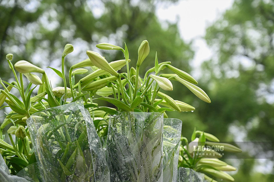 Water lilies are likened to the flower of the transitional season in Hanoi. Photo: Nguyen Hue