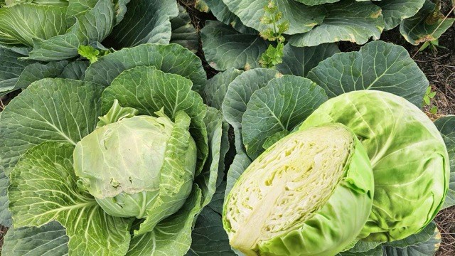 キャベツは血糖値の安定をサポートし、全体的な健康改善に貢献します。写真:フオン・ソン