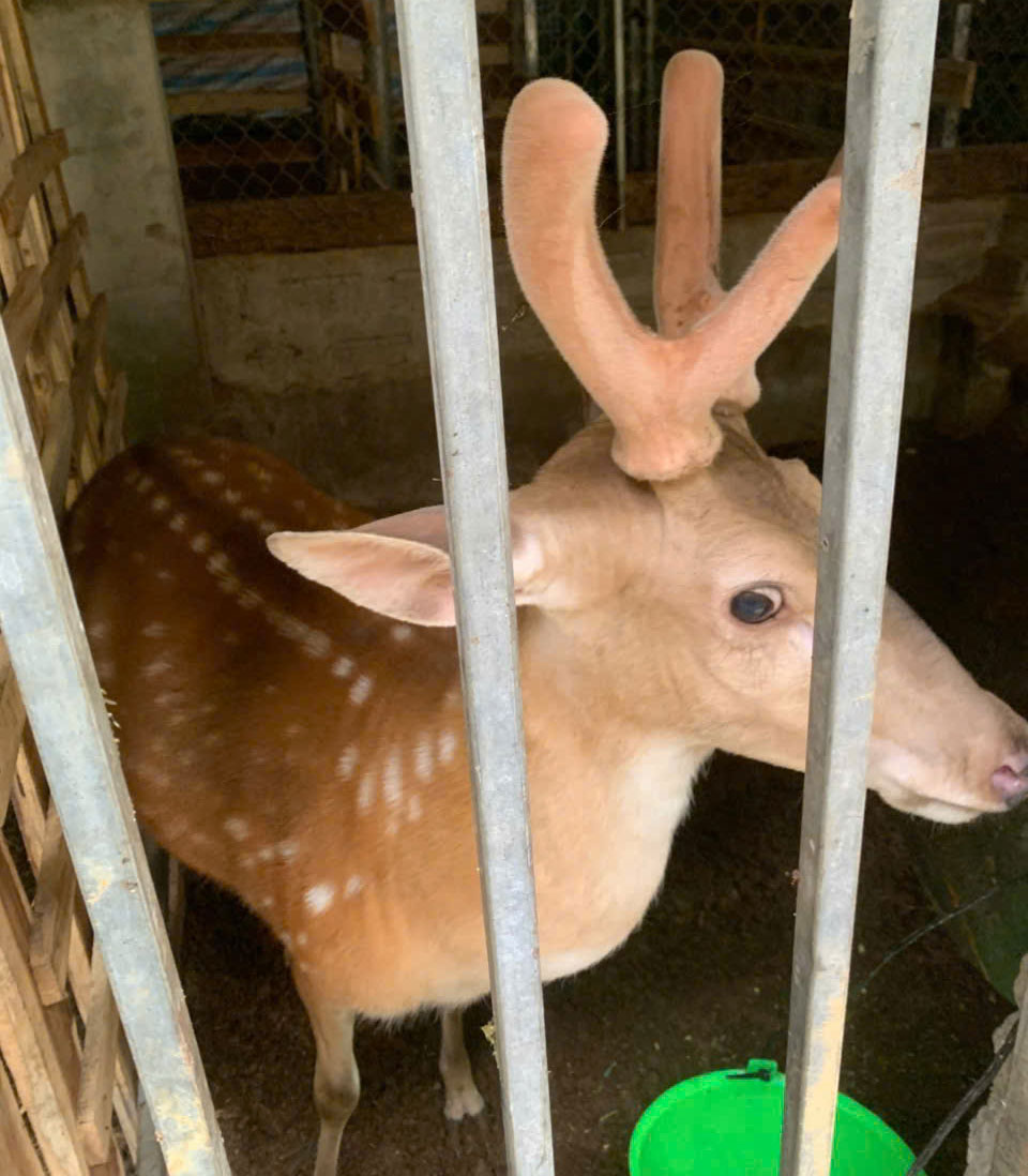 Mô hình nuôi hươu vtạo hướng đi mới trong phát triển kinh tế, góp phần nâng cao thu nhập cho người dân vùng cao. Ảnh: Phạm Quỳnh