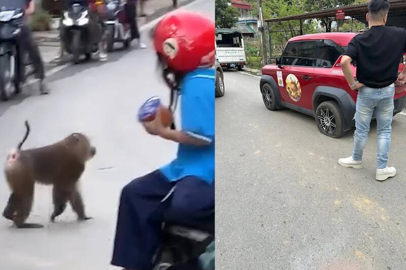 Có trường hợp khỉ cắn thủng lốp ô tô của người dân. Ảnh: NDCC