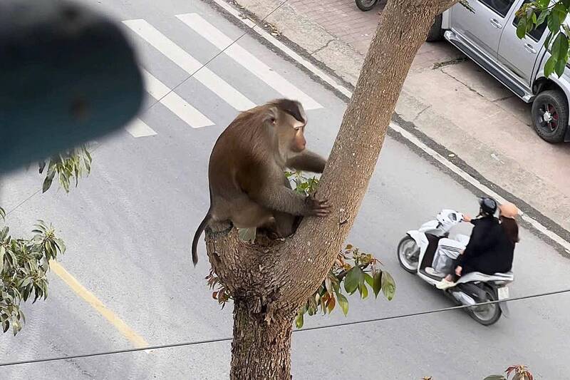 Wild monkeys reassured, appearing near households in group 7, To Hieu ward, Son La province. Photo: NDCC
