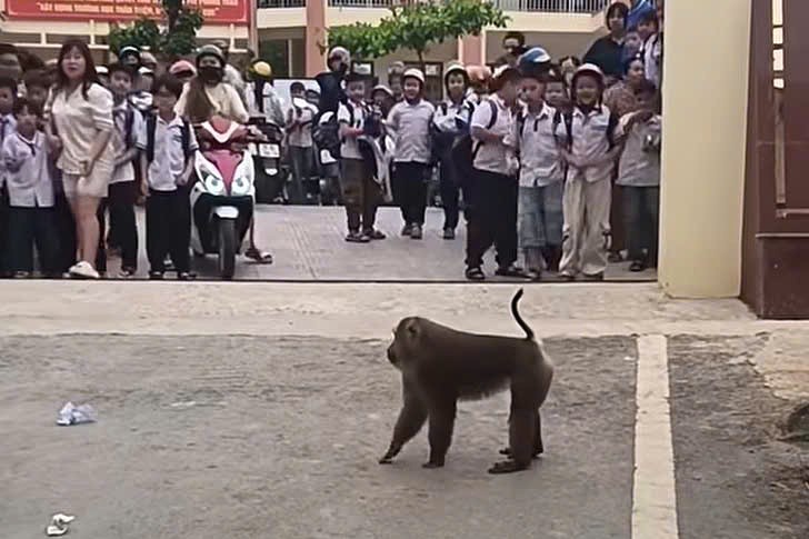 Cá thể khỉ hoang dã xuất hiện và trêu học sinh tại cổng Trường Tiểu học Quyết Tâm, phường Tô Hiệu, tỉnh Sơn La sáng ngày 12.5. Ảnh: NDCC