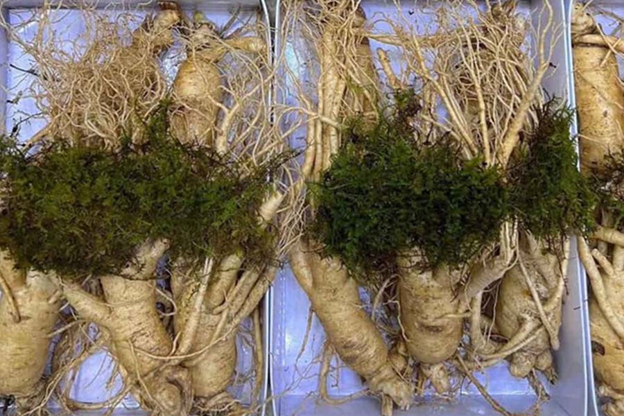Ginseng and the time of use to maximize effectiveness. Photo: Quang Minh