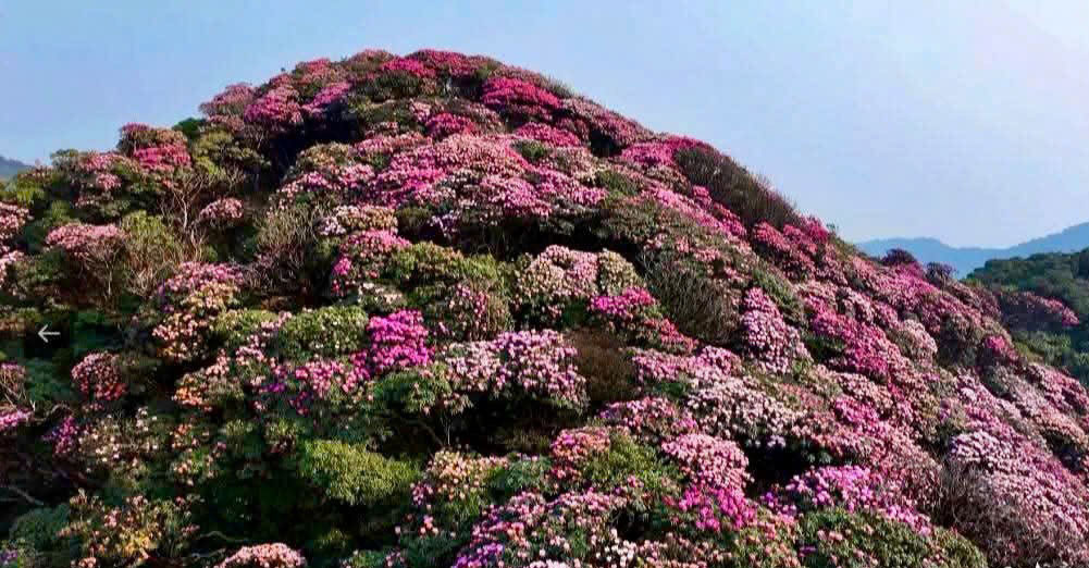 Trên hành trình chinh phục Pu Ta Leng, du khách sẽ được hòa mình vào thiên nhiên, đặc biệt là bạt ngàn đỗ quyên. Ảnh: BTC