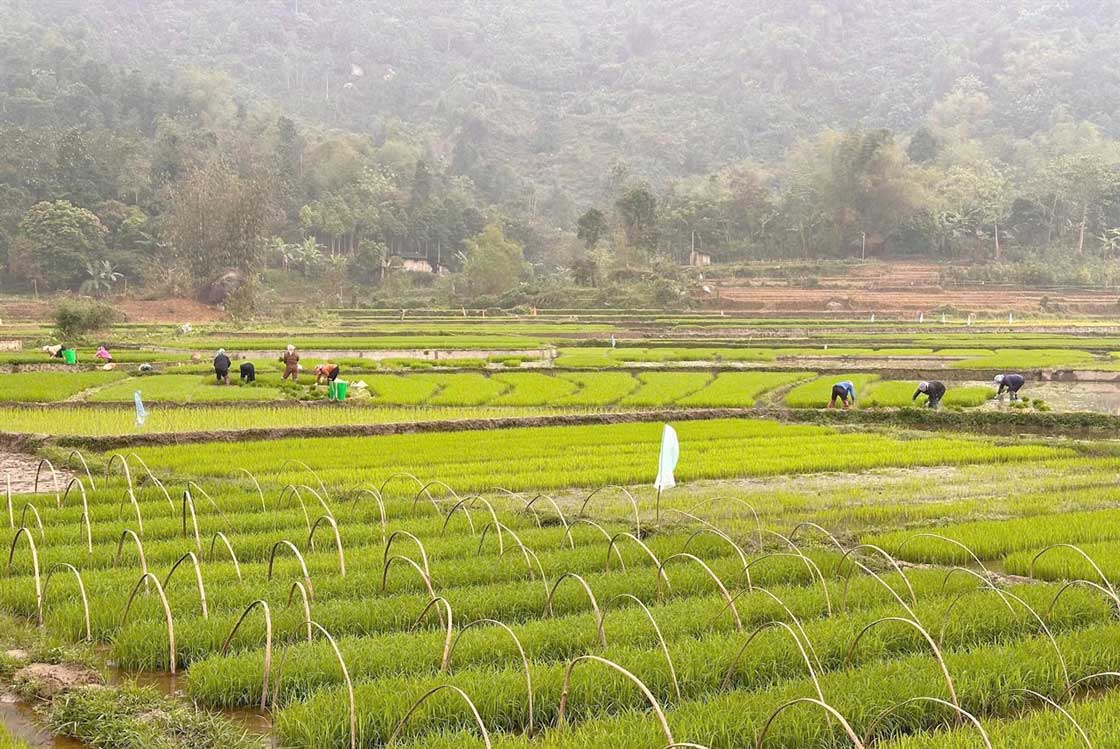Hiện nay diện tích lúa đã gieo cấy đang sinh trưởng và phát triển bén rễ, hồi xanh tốt.