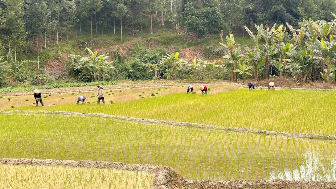 Nhân dân xã Cốc San tranh thủ thời tiết thuận lợi xuống đồng cấy lúa. Ảnh: CTTĐT xã Cốc San