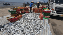 Ha Tinh fishermen have a bumper catch of herring and sardines right near the shore. Photo: Tran Tuan