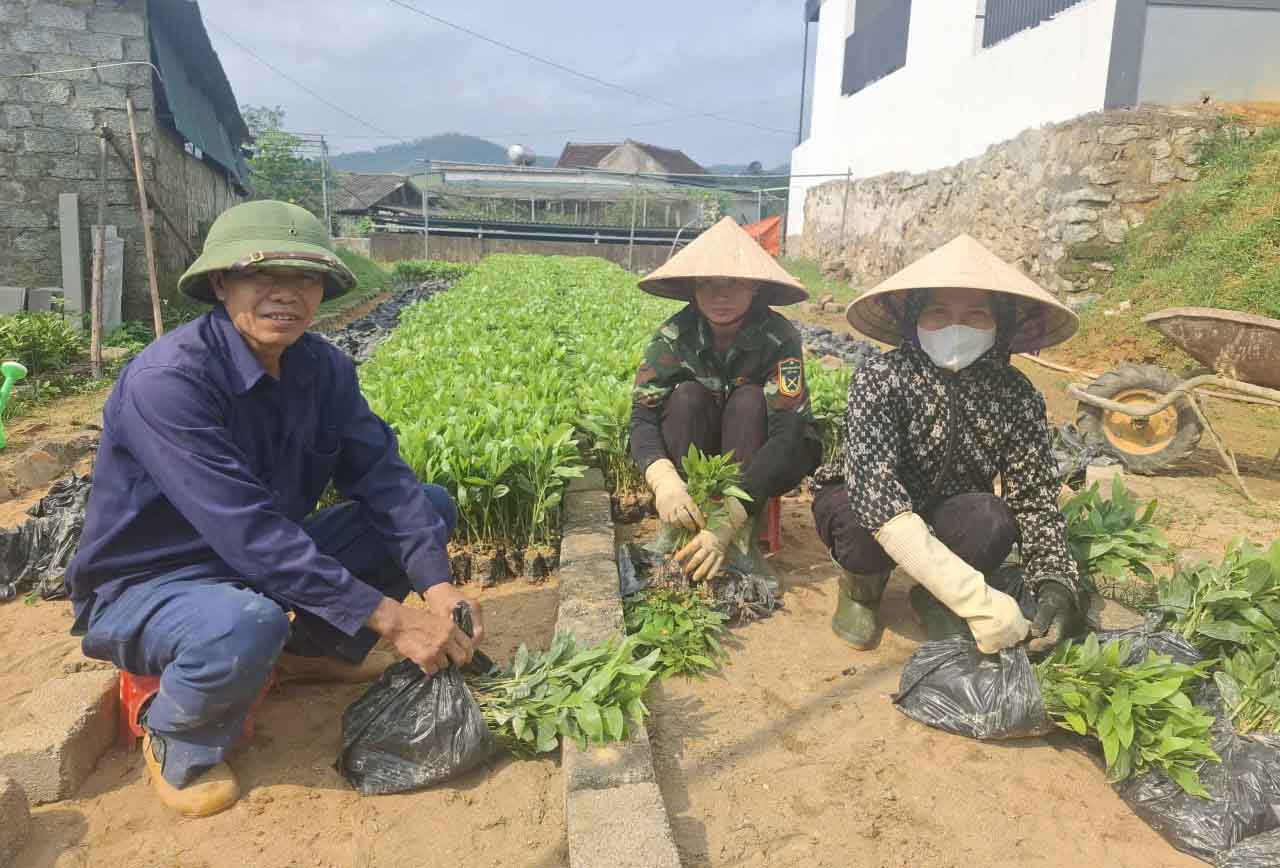 Mr. Hung talks about the price of acacia and melaleuca seedlings increasing, increasing costs for forest growers. Photo: Tran Tuan