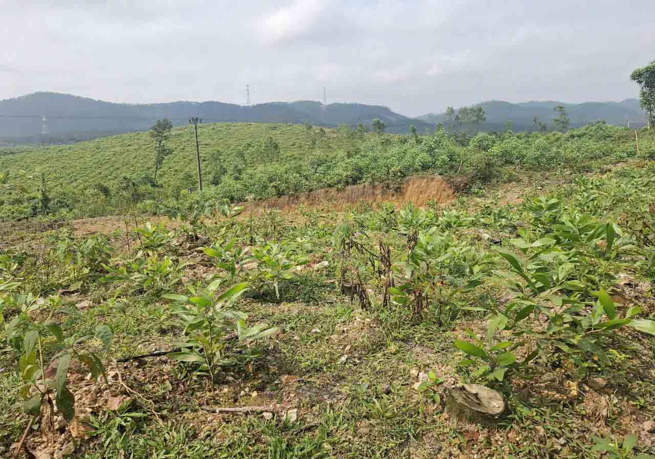 Một khoảnh rừng ở xã Thạch Xuân mới được trồng cây keo. Ảnh: Trần Tuấn