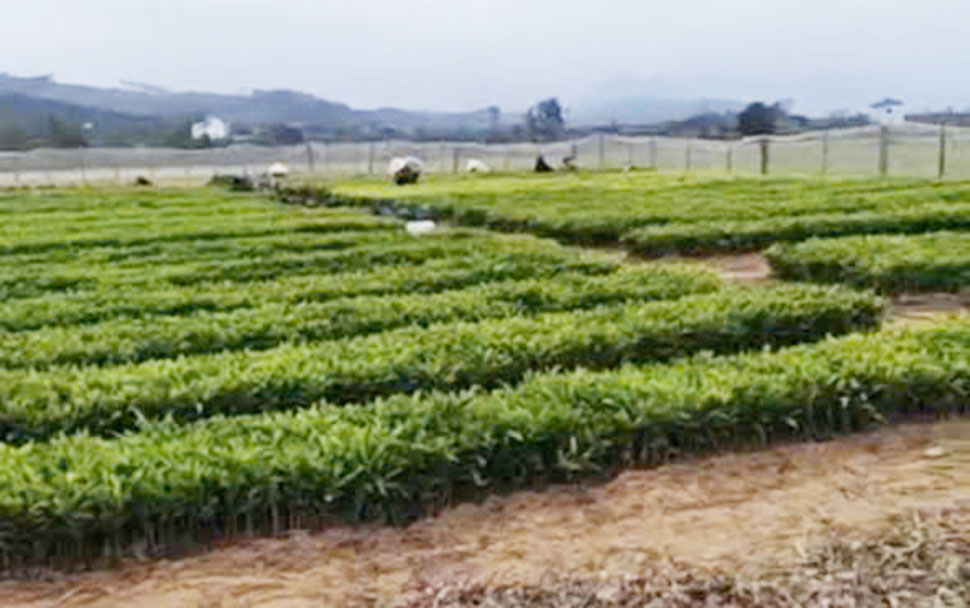 Giá cây giống cao đã ảnh hưởng đến hoạt động kinh doanh của chủ vườn ươm cũng như tăng chi phí đối với người trồng. Ảnh: Trần Tuấn