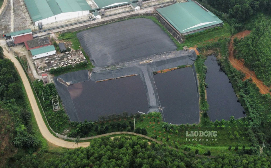 Toàn cảnh trang trại lợn quy mô lớn của Công ty TNHH MTV Phúc Hưng Yên Bái. Ảnh: Duy Dũng