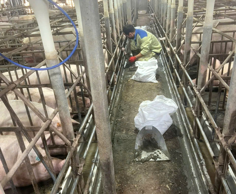 Hiện trang trại lợn đang nuôi trên 2.000 con heo nái