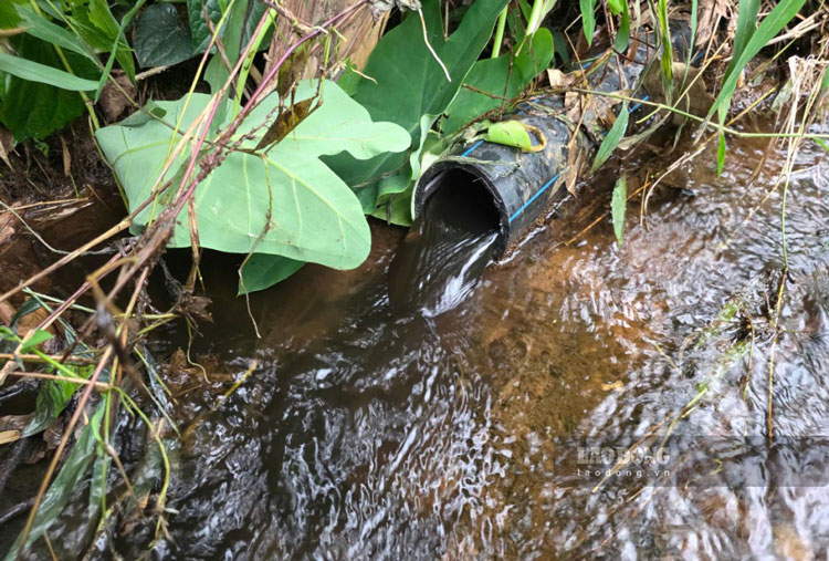 Doanh nghiệp cam kết khắc phục tình trạng nước thải từ đường ống chăn nuôi xả ra suối gây ô nhiễm. Ảnh: Duy Dũng
