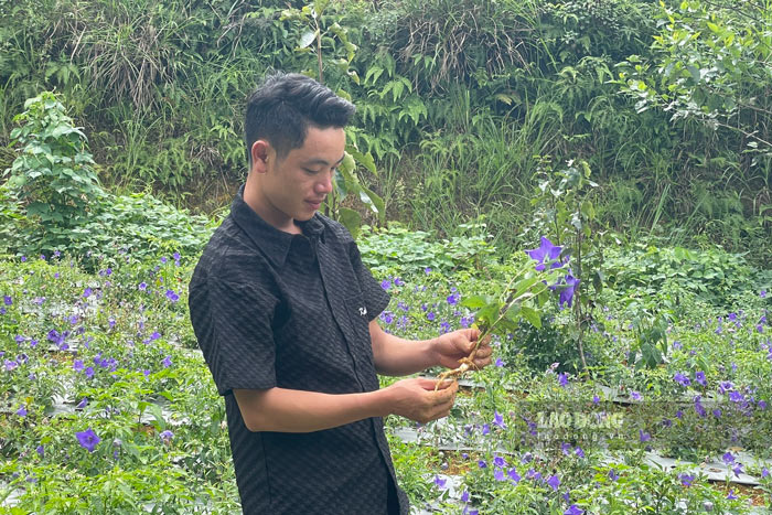 Việc trồng cây dược liệu cho thu nhập mỗi năm khoảng 150-200 triệu đồng. Ảnh: Đinh Đại