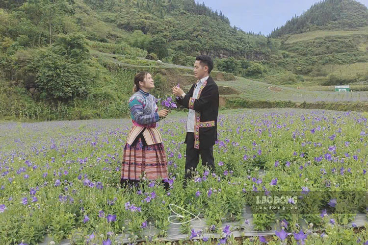 Việc trồng dược liệu giúp vợ chồng trẻ có thu nhập ổn định hàng năm. Ảnh: Đinh Đại