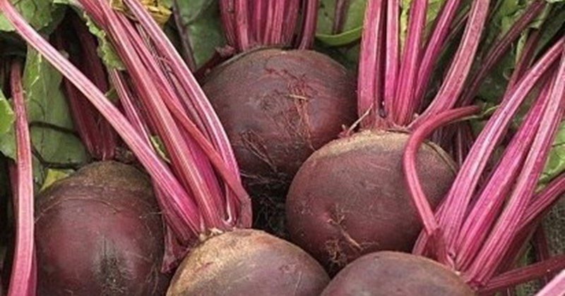 Củ dền đỏ hỗ trợ phục hồi gan, giải độc nếu dùng đúng cách