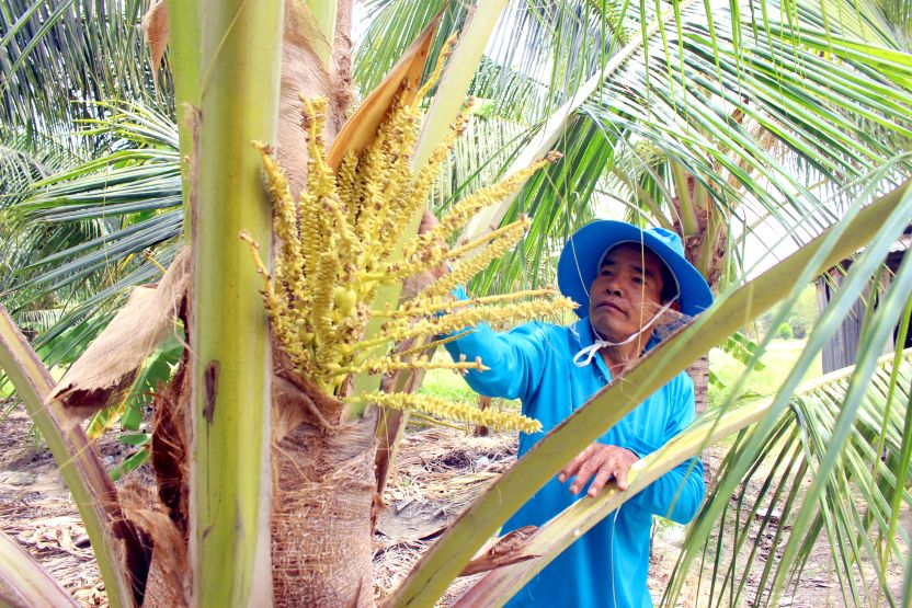 Chăm sóc dừa. Ảnh: Thanh Mai