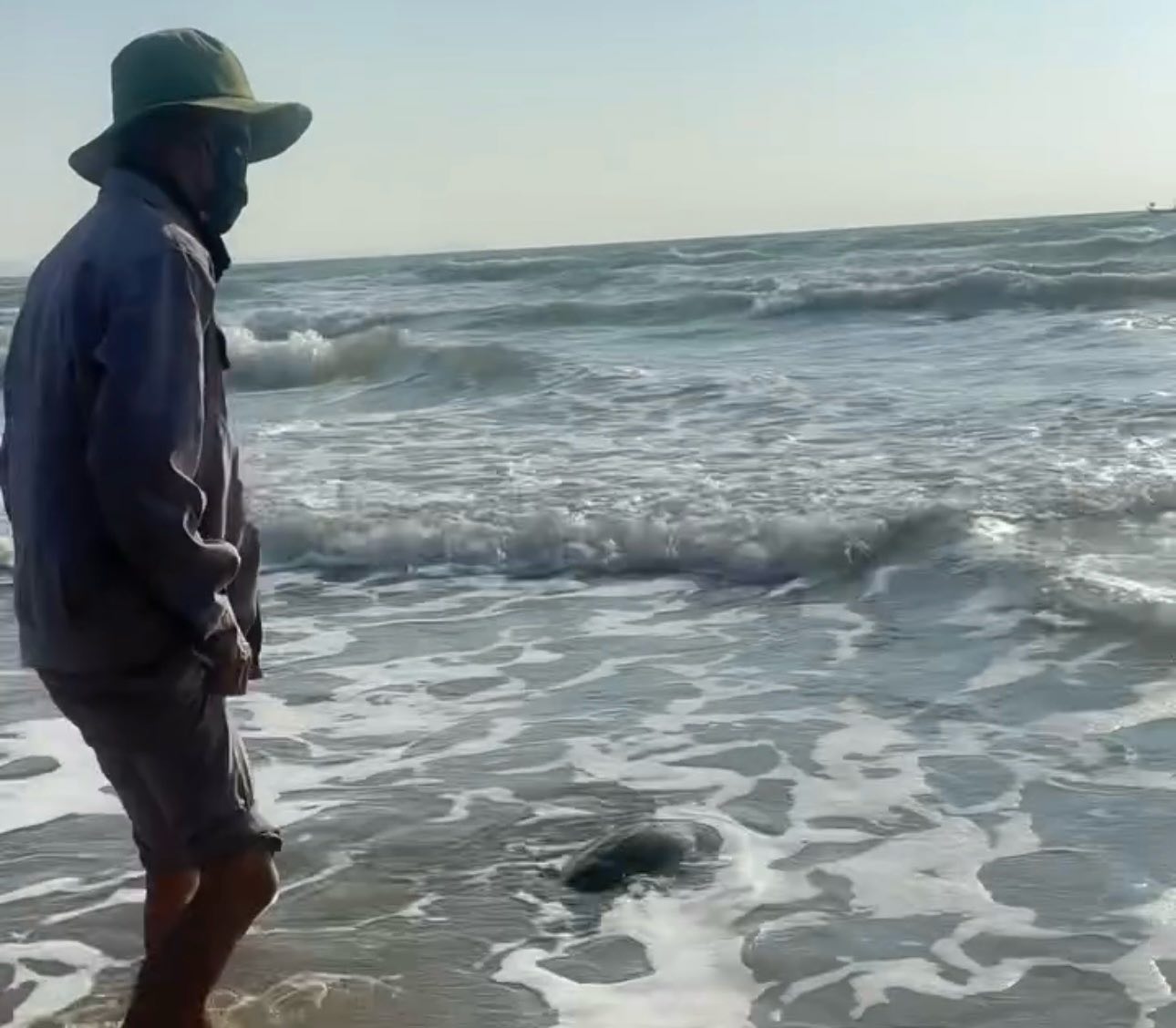 Rùa được thả về biển. Ảnh: Phạm Duy 