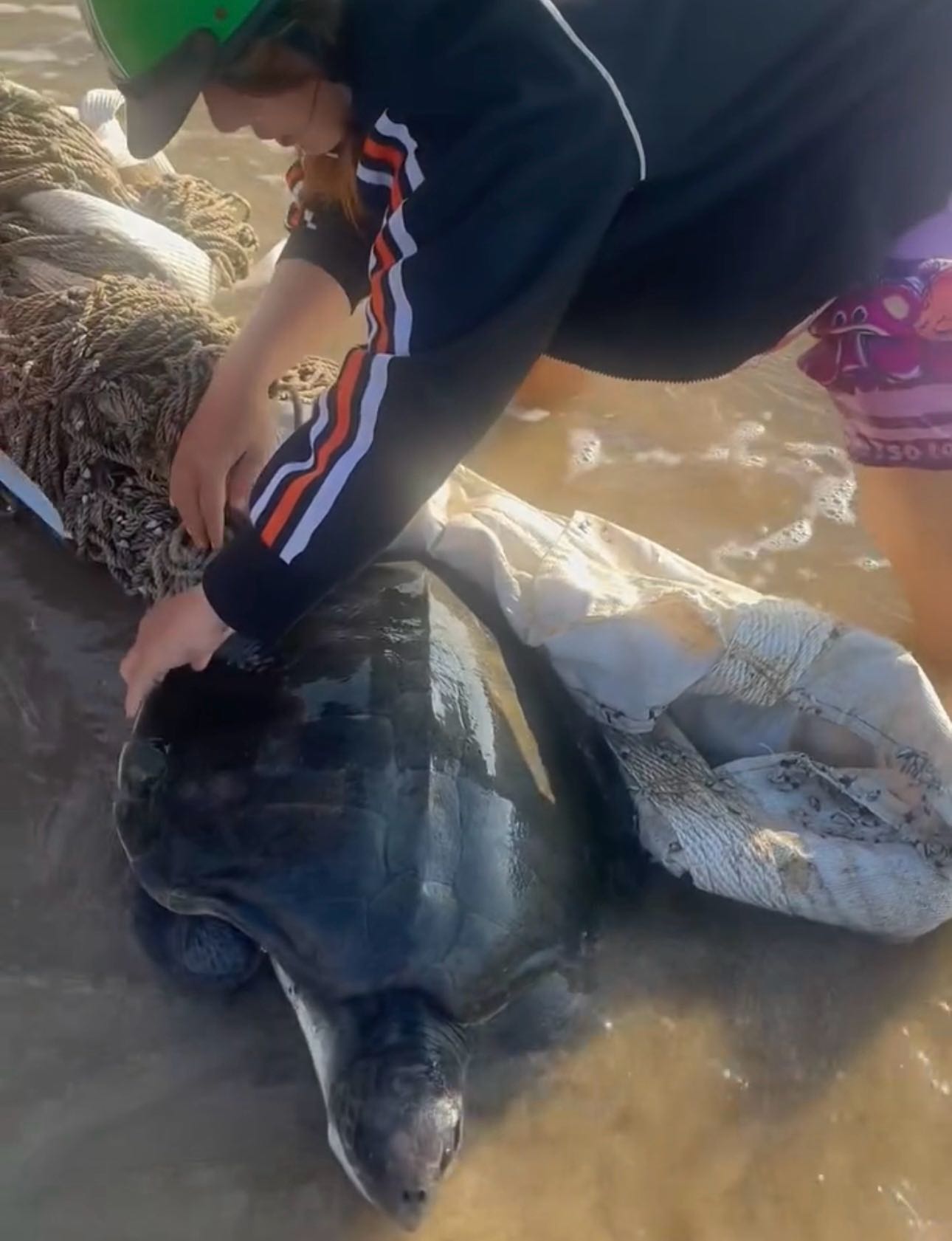 Người dân phát hiện cá thể rùa bị mắc lưới rác. Ảnh: Phạm Duy 