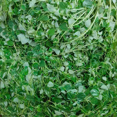 Clams have many nutrients that help nourish the kidneys and liver. Photo: Quang Minh.