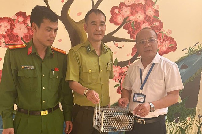 Học sinh Sơn La phát hiện cá thể cu li đi lạc vào lớp