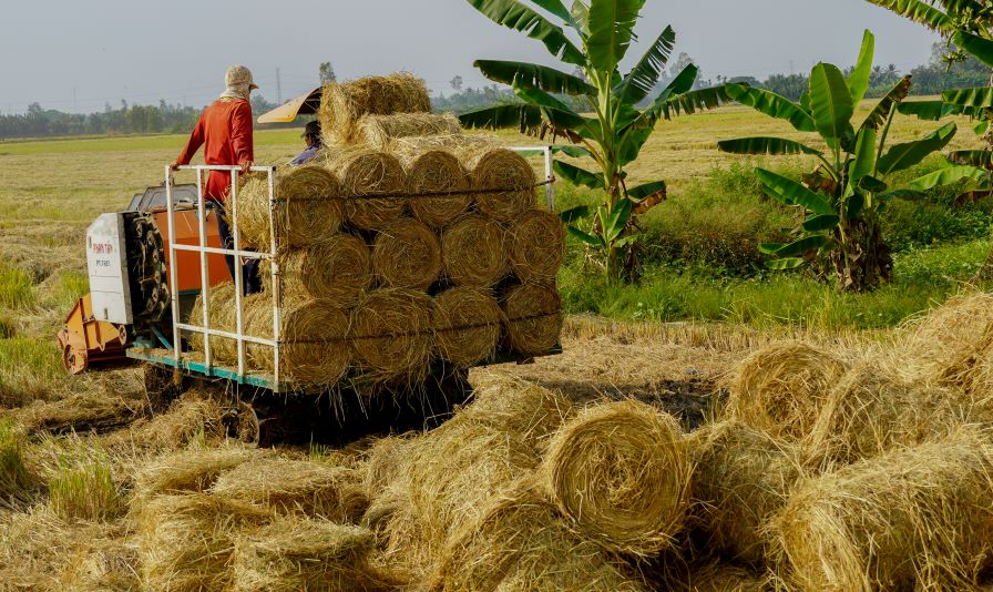 Thu gom rơm bằng máy cuộn trên cánh đồng lúa ở miền Tây. Ảnh: Phương Anh