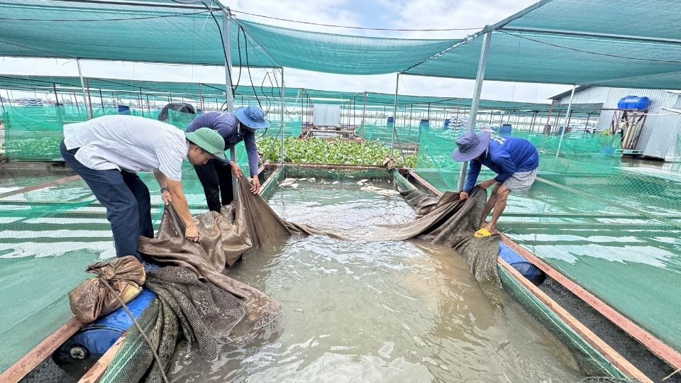 Công việc giữ bè cá giúp nhiều lao động nhàn rỗi cải thiện đời sống. Ảnh: Hoàng Lộc