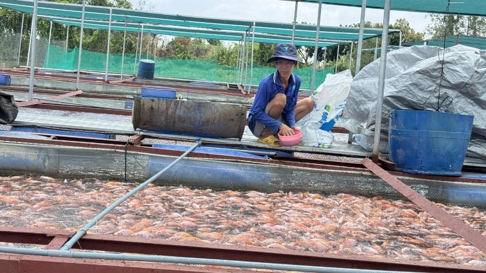 Elderly workers take care of caged fish in An Binh commune, with stable income. Photo: Hoang Loc