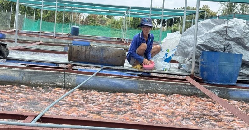 Vĩnh Long: Người cao tuổi thoát nghèo nhờ nuôi bè cá