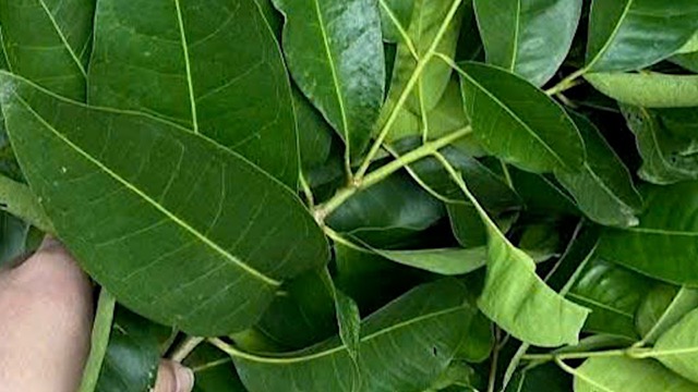 Vối leaves and ginger support the liver through three main mechanisms including reducing oxidative stress, chronic anti-inflammatory and supporting fat and sugar metabolism. Photo: Quang Minh