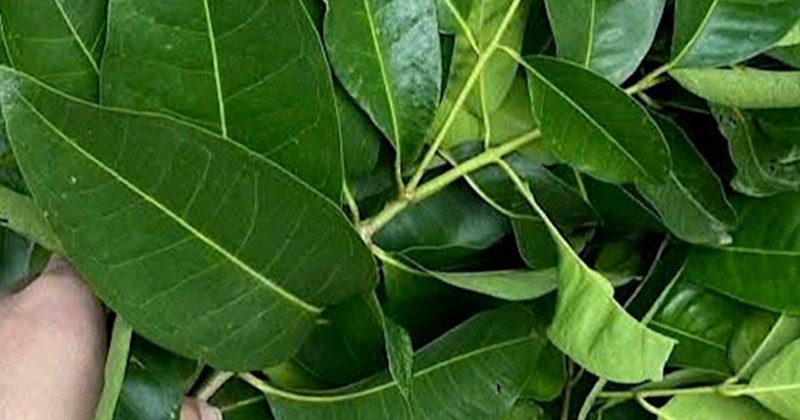 Drinking vối leaves and ginger properly helps support effective liver detoxification